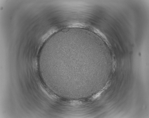 X0000066530298200603241408