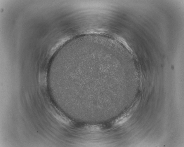 X0000066530299200603241408