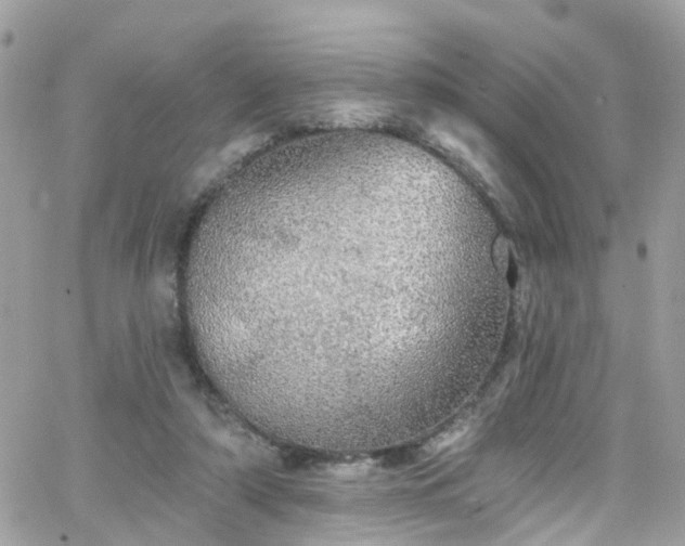 X0000066530306200603241408