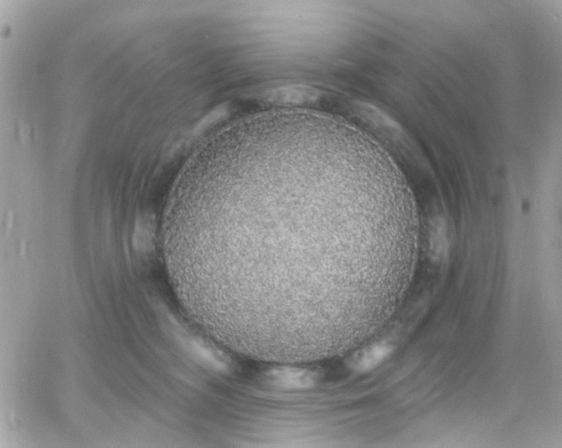 X0000066530326200603241408