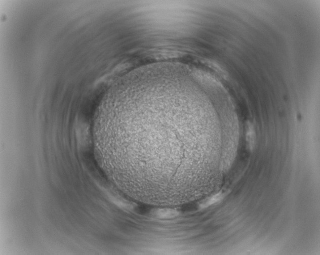 X0000066530327200603241408