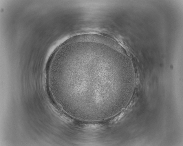 X0000066530342200603241407