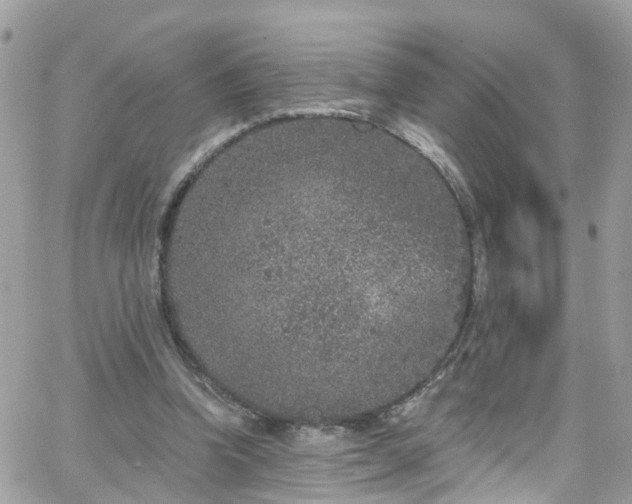 X0000066530346200603241407