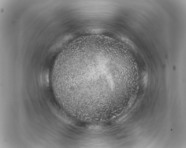 X0000066530358200603241407