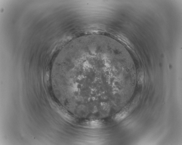 X0000066530365200603241407