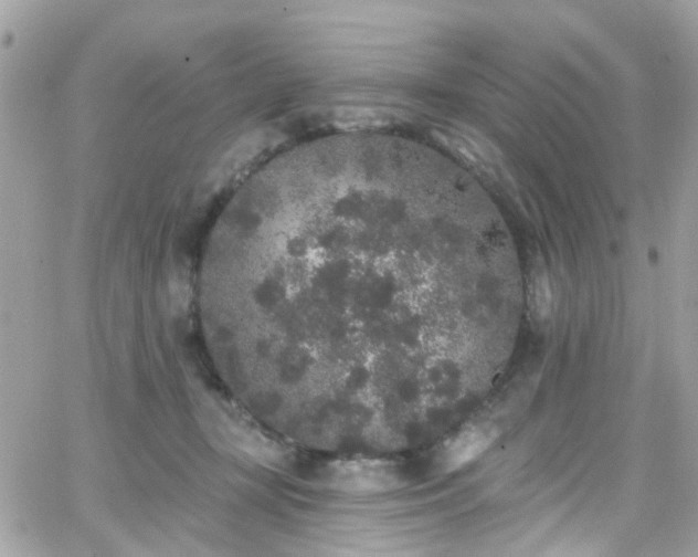 X0000066530367200603241407