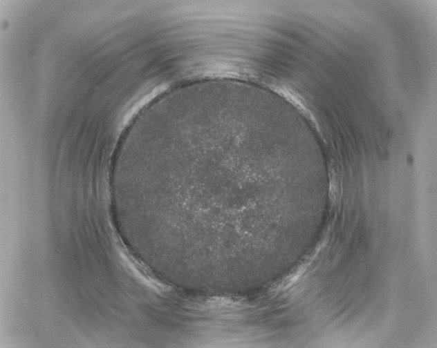 X0000066530390200603241407