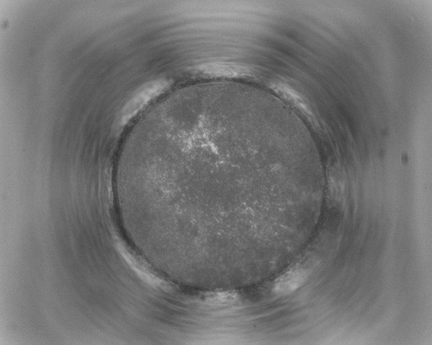 X0000066530398200603241407