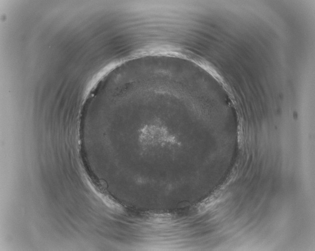 X0000066530438200603241405