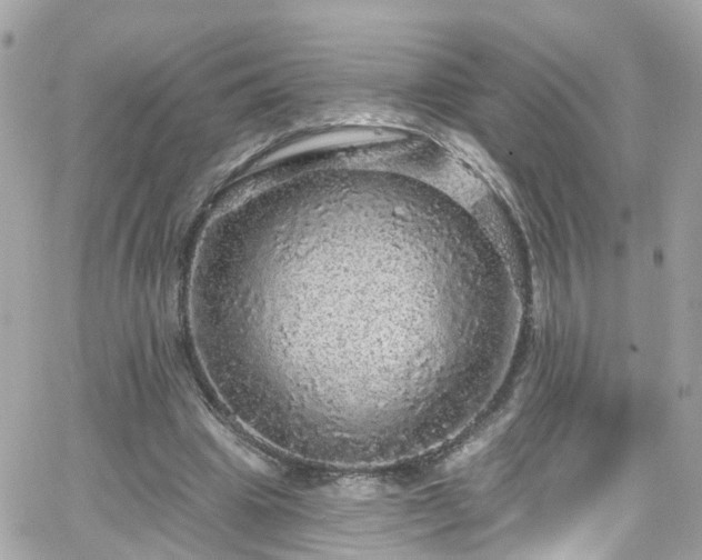 X0000066530441200603241406