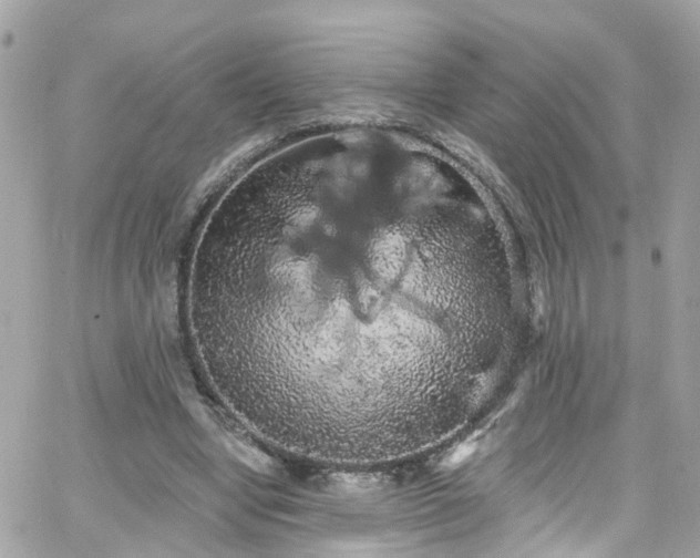 X0000066530442200603241406