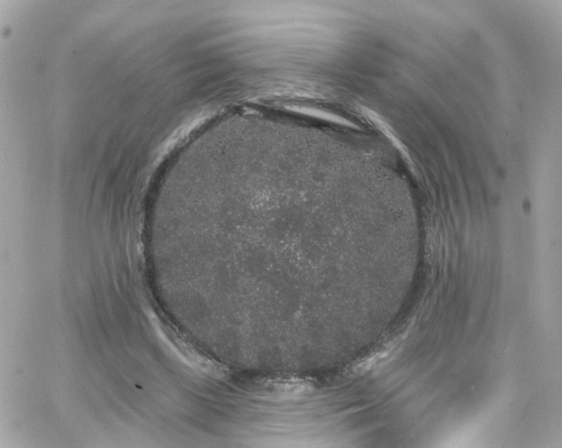 X0000066530443200603241406