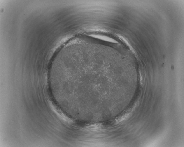 X0000066530447200603241406