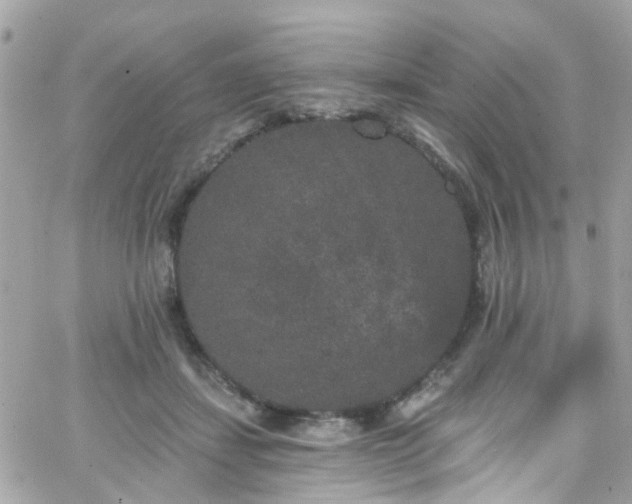 X0000066530459200603241406