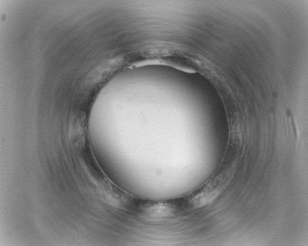 X0000066530460200603241406