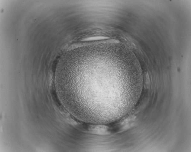 X0000066530463200603241406