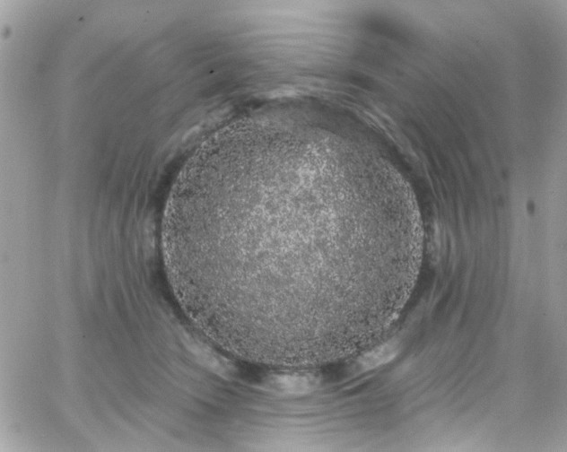 X0000066530466200603241406