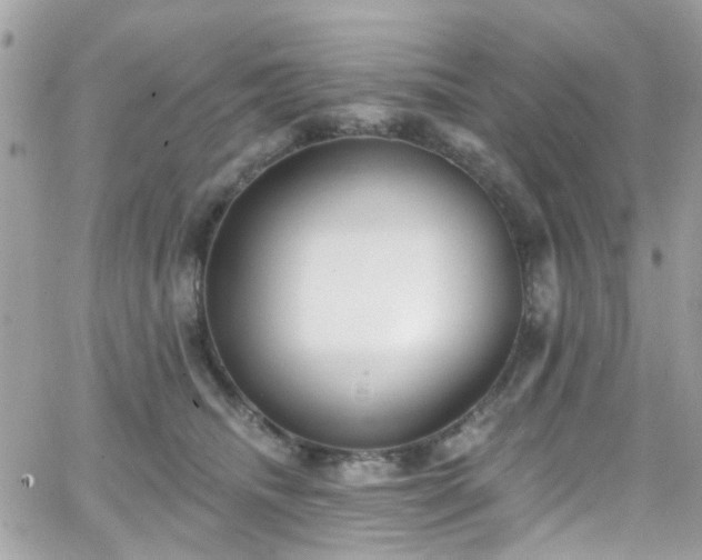 X0000066530468200603241406