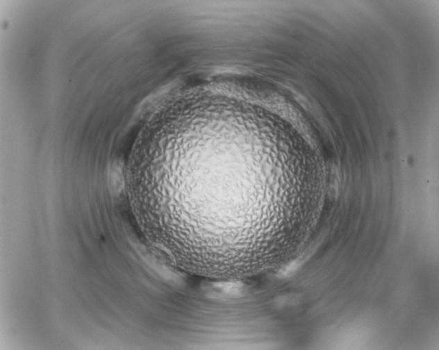 X0000066530478200603241406