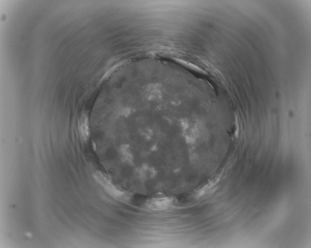 X0000066530479200603241406