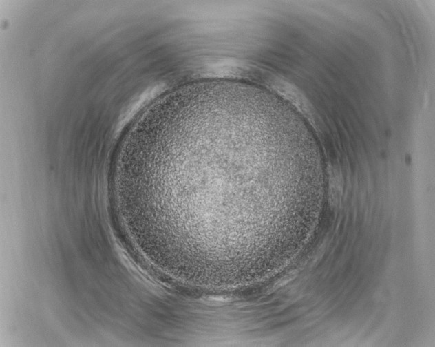 X0000066530482200603241405