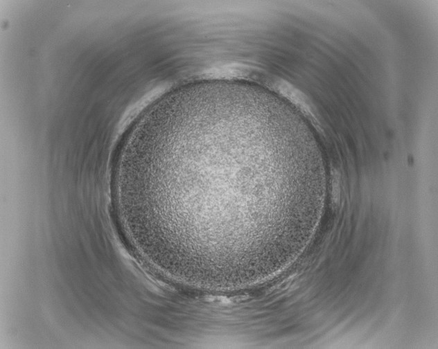 X0000066530486200603241405