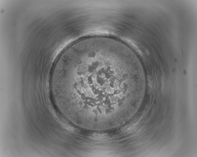 X0000066530487200603241405