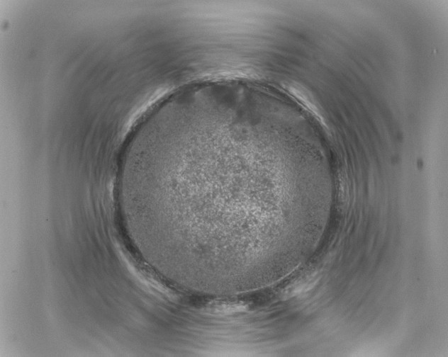 X0000066530491200603241405