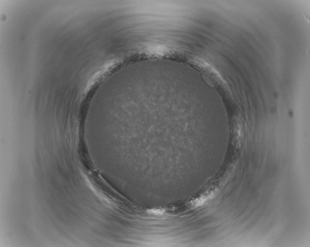 X0000066530496200603241405