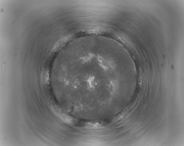 X0000066530502200603241405