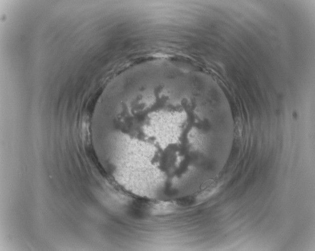 X0000066530527200603241405