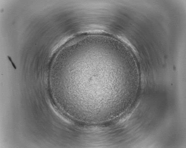 X0000066530533200603241404