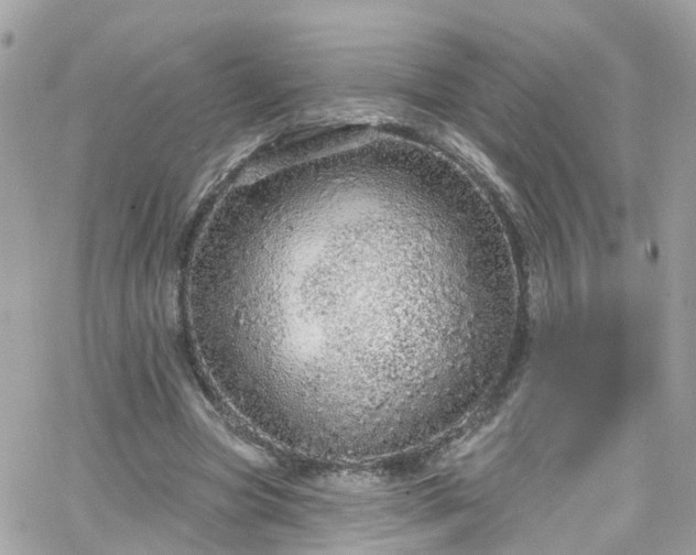 X0000066530537200603241404