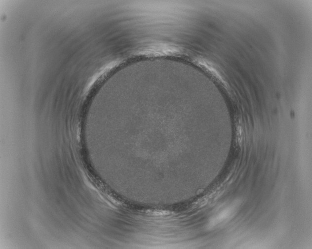 X0000066530539200603241404