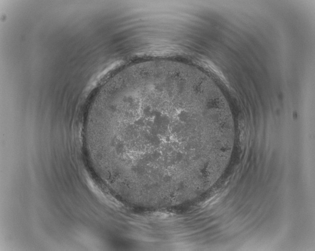 X0000066530542200603241404