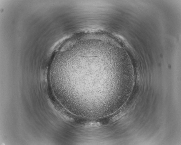 X0000066530543200603241404