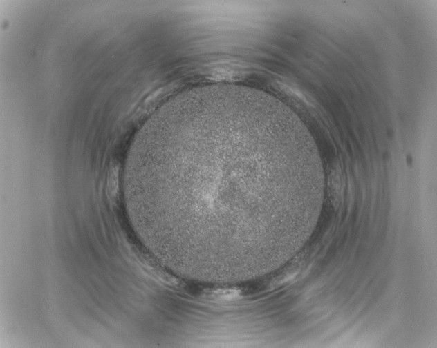 X0000066530554200603241404