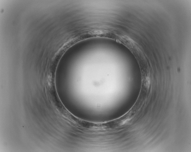 X0000066530556200603241404