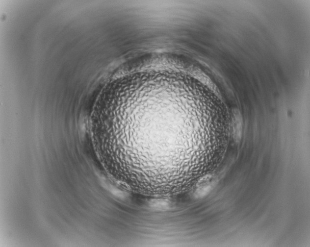 X0000066530574200603241405