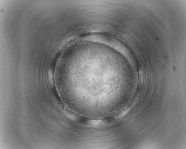 X0000066530575200603241405