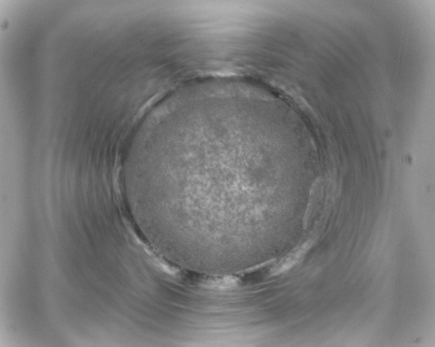 X0000066530576200603241405