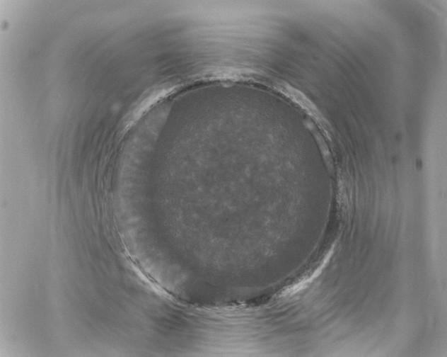 X0000066530577200603241404