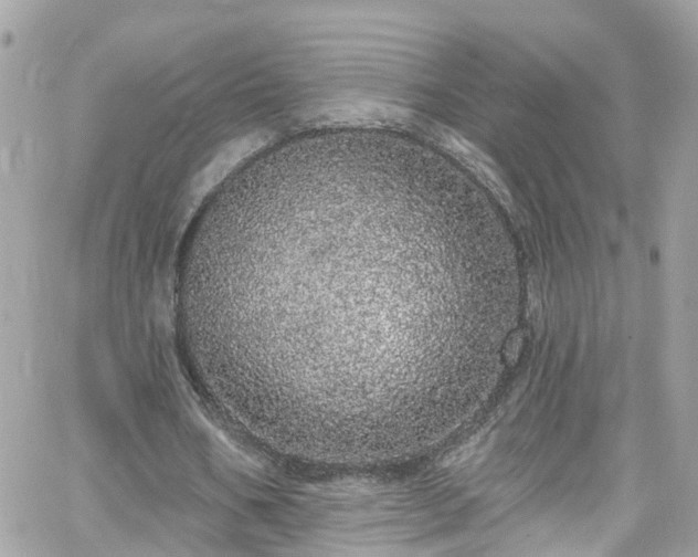 X0000066530578200603241404