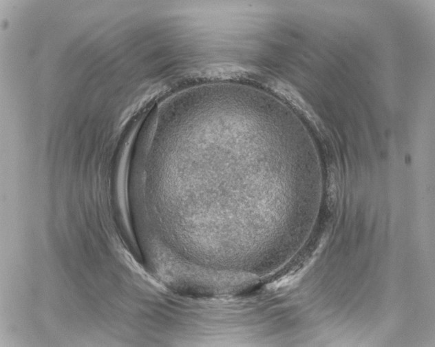 X0000066530585200603241404