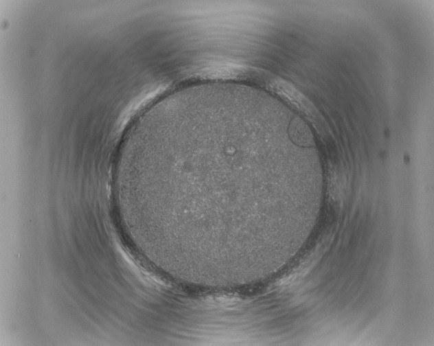 X0000066530586200603241404