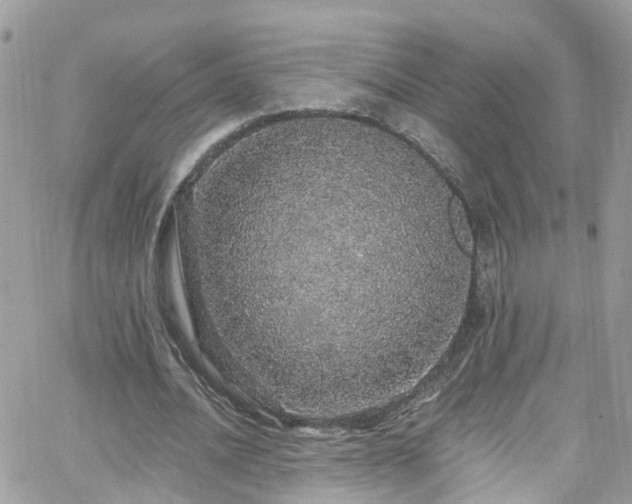 X0000066530628200603241402