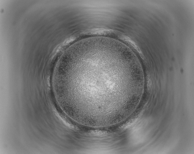 X0000066530633200603241402