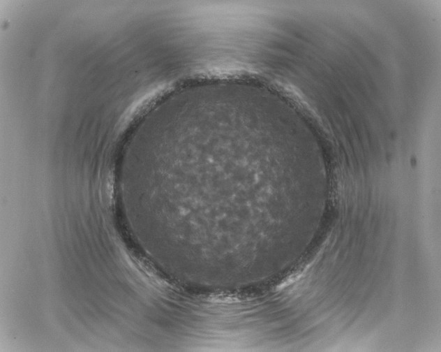 X0000066530640200603241402