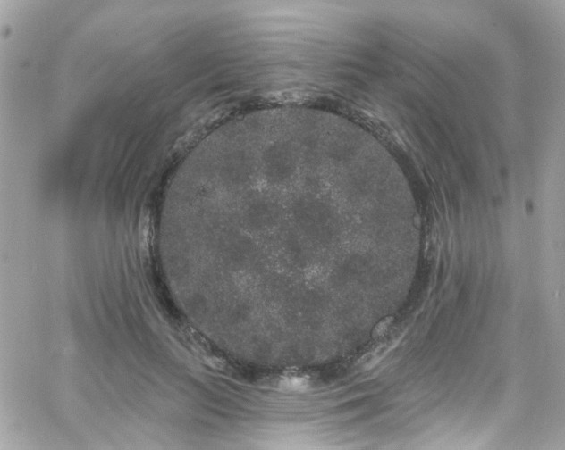 X0000066530647200603241403