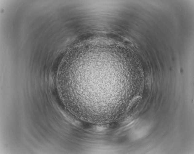 X0000066530662200603241403